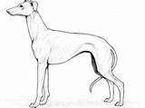 Whippet sketch template