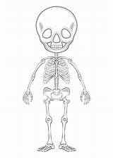 Esqueleto Scheletro Squelette Humain Umano Skelet Rysunek Zarys Umrisszeichnung Szkieletu Freepik Esquematico sketch template
