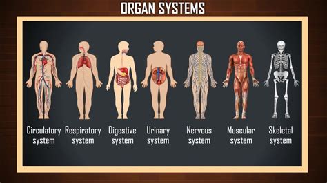 State Board 6th Class Science 6th Class Science Organ Systems