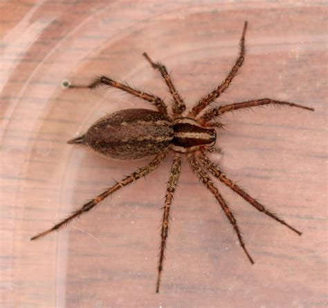 brown recluse spider identify