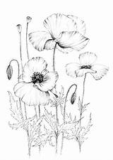 Poppies Botanical Wildflower sketch template