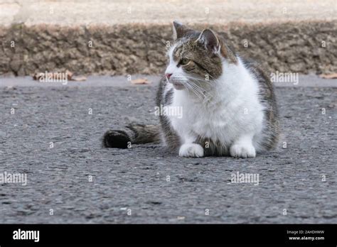 larry  downing street cat chief mouser    close  sitting   ground london uk
