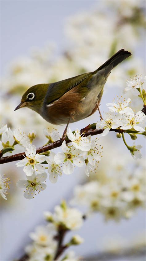 blossom bird apple iphone wallpaper