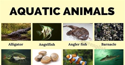 aquatic animals world amazing  aquatic animals  english love english