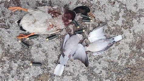 birds killed by ‘amateur hunters on man s farm