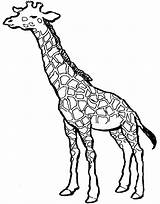 Coloring Pages Giraffe Kids Labels Animal sketch template