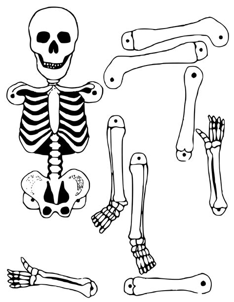 human skeleton cut  printable printable templates