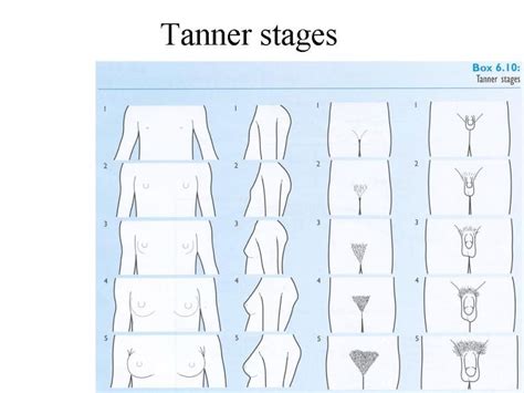 Tanner Staging Anatomy