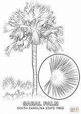 Tree Florida State Coloring Carolina South Pages Palm Flower Sabal Printable Drawing Palmetto Supercoloring Sketch Cabbage Kids Flag Line Templates sketch template