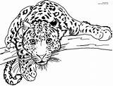 Leopard Snow Coloring Pages Baby Printable Color Getcolorings Print sketch template