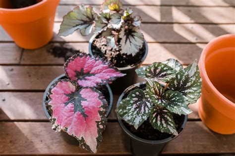 rex begonias plant care growing guide