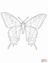 Swallowtail Tailed Mariposa Designlooter Papilio sketch template