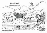 Tundra Ecosystem Habitat Exploringnature sketch template