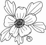 Sagebrush Buttercup Drawing Clipart Line Flower Getdrawings Clip Clipground Cliparts sketch template