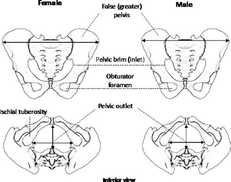Male Anatomy Diagram Vs Female The Corresponding Equivalent Among