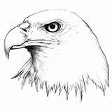 Eagle Drawing Head Tattoo Realistic Easy Bald Line Drawings Tattoos Eagles Sketches Designs Draw Findtattoodesign Nice Paintingvalley Color Choose Board sketch template