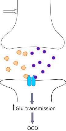 schematic  autoimmune causation  ocd schematic showing anti brain  scientific
