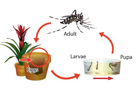 dengue patrol skptm lifecycle   aedes mosquito