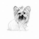 Yorkie Yorkies Drawing Yorkshire Tattoo Colouring Dogs sketch template
