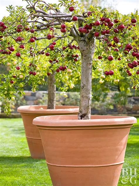 pot  fruit tree