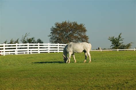 horse considered  senior  horse farm