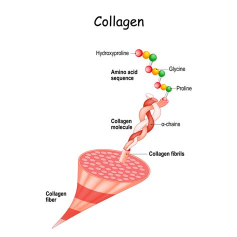 clearing  confusion   types  collagen suzy cohen rph