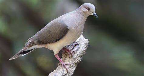 white tipped dove life history   birds cornell lab  ornithology
