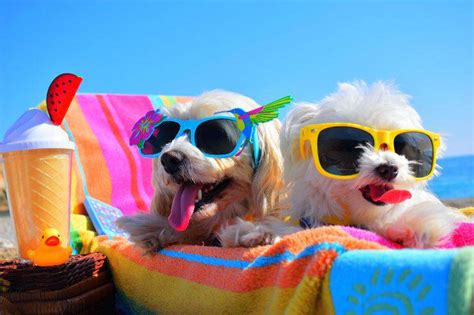 accesorios de verano  el perro elementos refrescantes