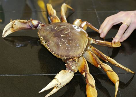 cook  clean  fresh dungeness crab  steps  pictures