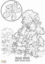 Iowa Coloring Pages State Tree Getcolorings Color Getdrawings sketch template