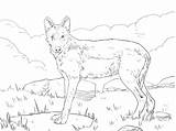 Wolf Iberian Coloring Pages Printable Categories sketch template