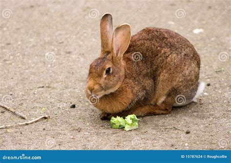 het eenzame konijn van het konijntje stock foto image  dier aanbiddelijk