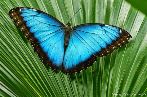 blue morpho butterfly wallpapers background hd