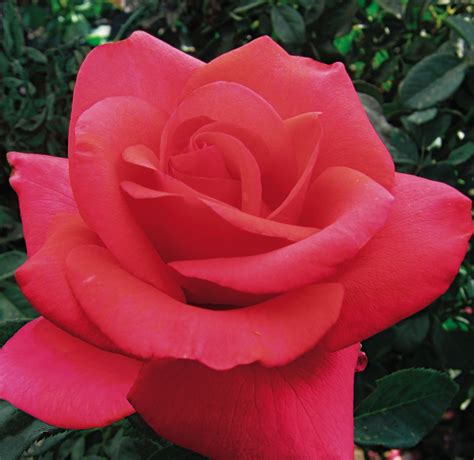 The Perfect Rose Catalog Red Roses