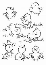 Coloring Chicks Pages Baby Chick Kids sketch template