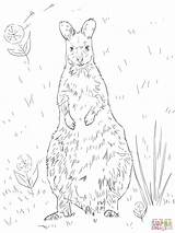 Wallaby Coloring Red Necked Pages Designlooter Drawing 1024px 73kb sketch template