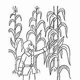 Thanksgiving Coloring Pages Corn Maize Toddlers Moment sketch template