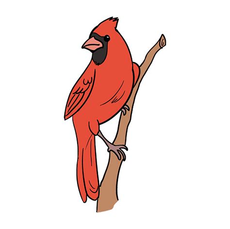 draw  cardinal bird  easy drawing tutorial