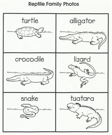 reptile worksheets  preschoolers math worksheets printable