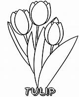 Coloring Pages Flower Printable Tulips Flowers Sheet Print Sheets Simple Topcoloringpages Bunch sketch template