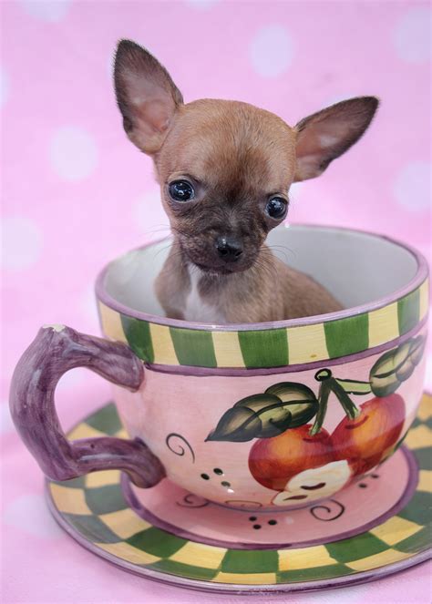 teacup chihuahua puppies   south florida teacups puppies boutique