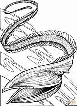 Eel Coloring Gulper sketch template