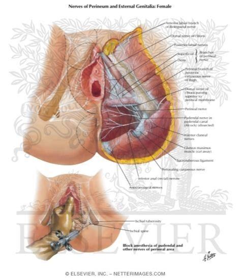 sex ed innervation of external genitalia and perineum