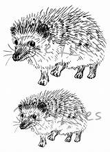Hedgehog Stamp Digital sketch template
