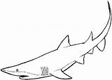 Requin Shark Coloriages sketch template