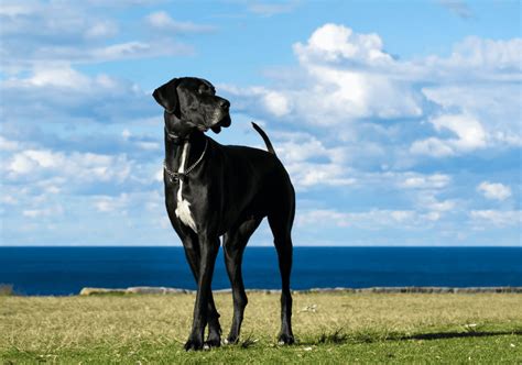 great dane breed guide top facts animal corner
