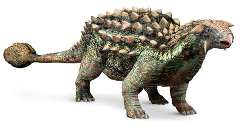 ankylosaurus facts  kids dk find