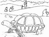 Tortoise Onlinelabels sketch template
