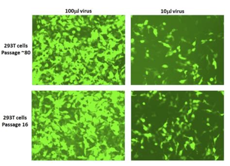 increase  lentiviral titers focus    cells