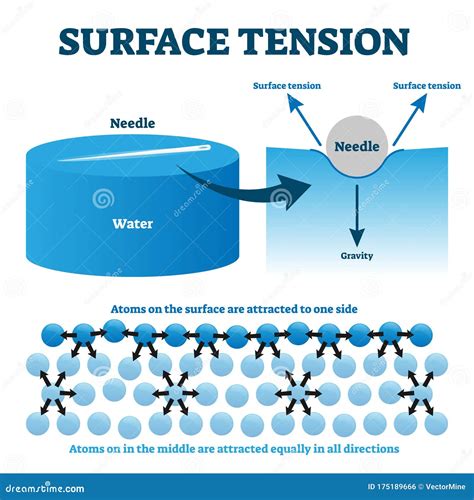 surface tension explanation vector illustration diagram stock vector